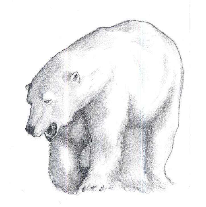 Polar Bear Drawing Best