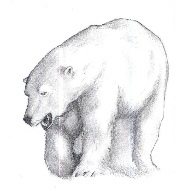 Realistic Polar Bear Drawing