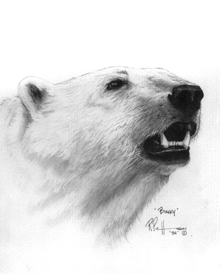 Polar Bear Drawing Creative Art