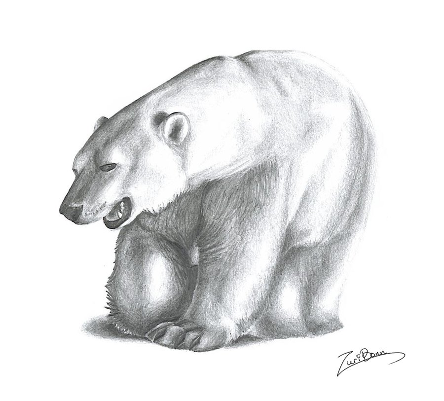 Polar Bear Drawing High-Quality
