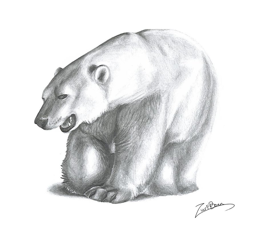 Realistic Polar Bear Drawing