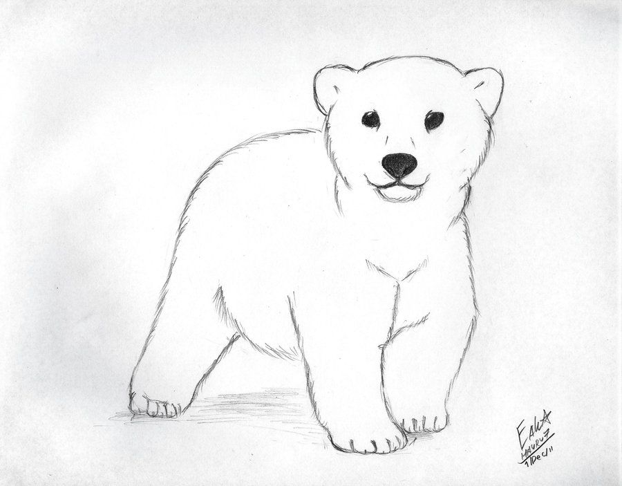 Polar Bear Drawing Image