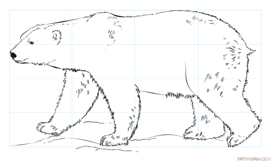 Polar Bear Drawing Images