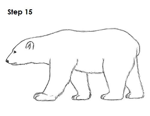Polar Bear Drawing Photo