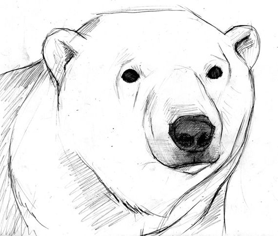Polar Bear Drawing Picture