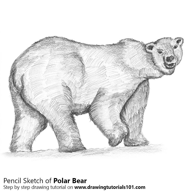 Polar Bear Drawing Pictures