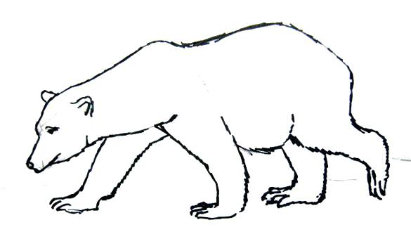 Polar Bear Drawing Realistic | Drawing Skill