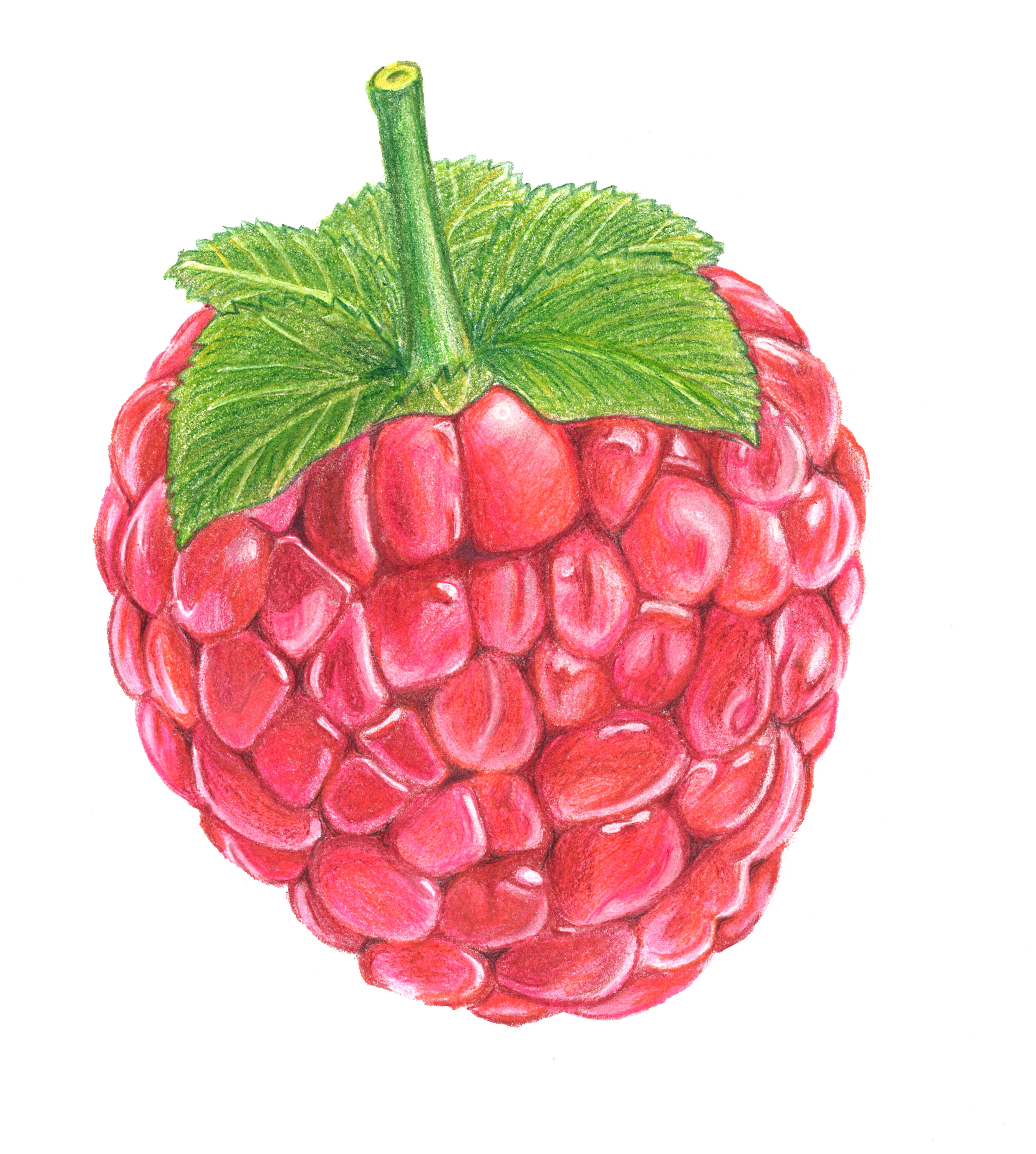Raspberry Image Drawing