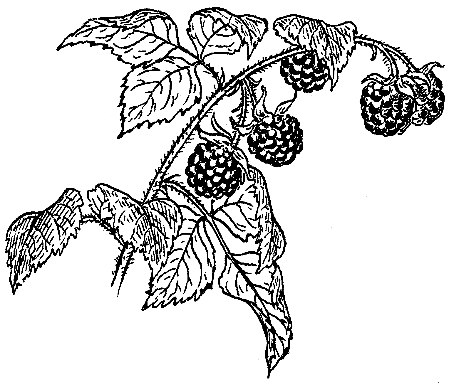 Raspberry Picture Drawing