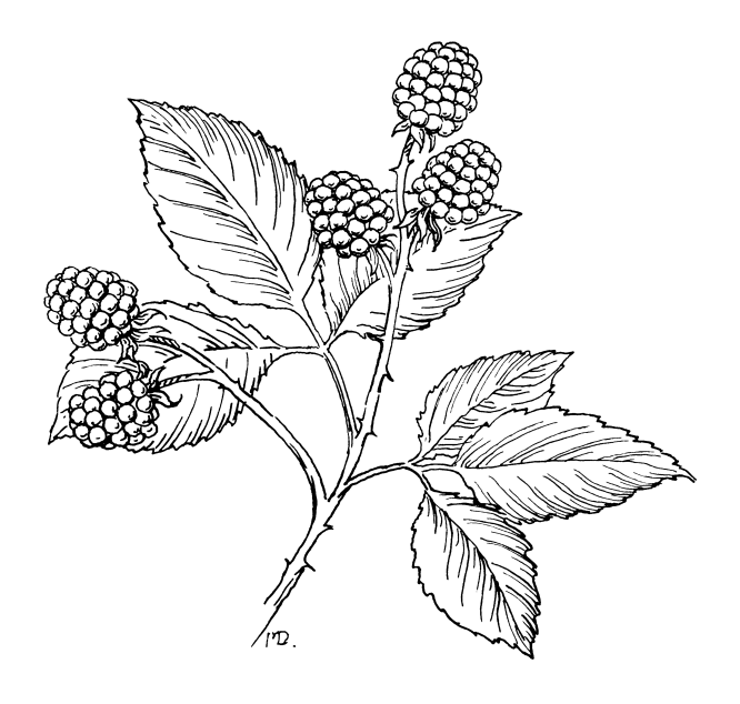 Raspberry Sketch