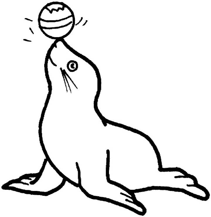 Seal Art Drawing