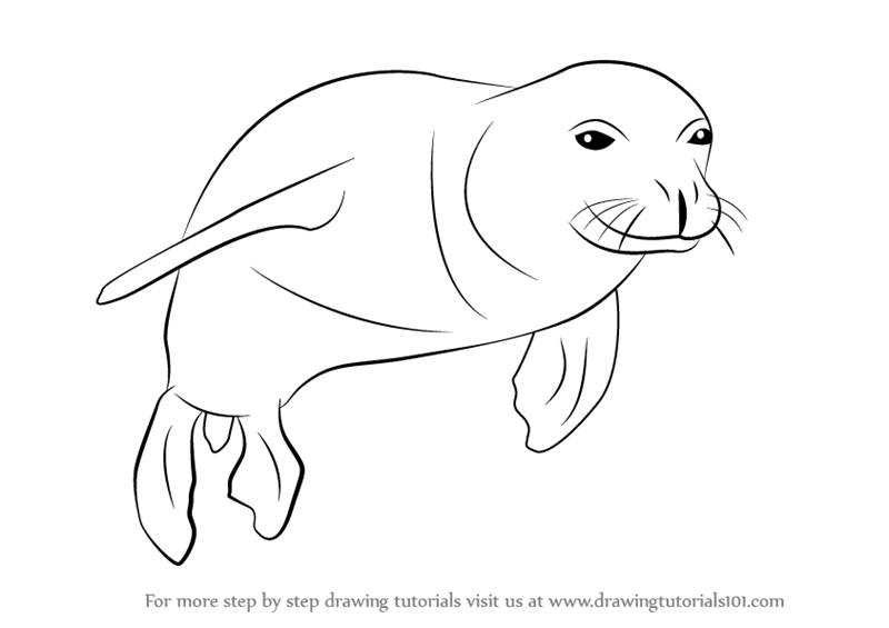Seal Drawing Amazing