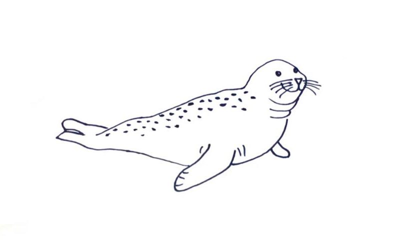 Seal Drawing High-Quality