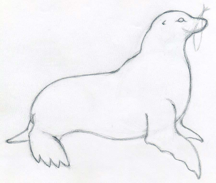 Seal Drawing Image