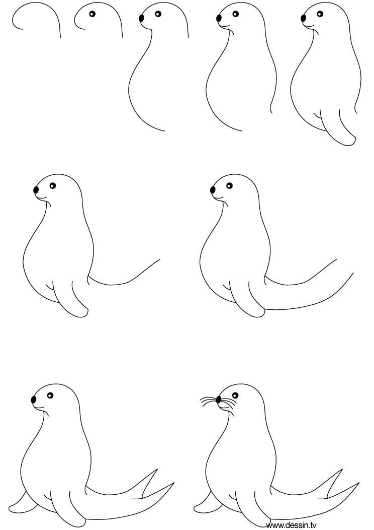 Seal Drawing Pic