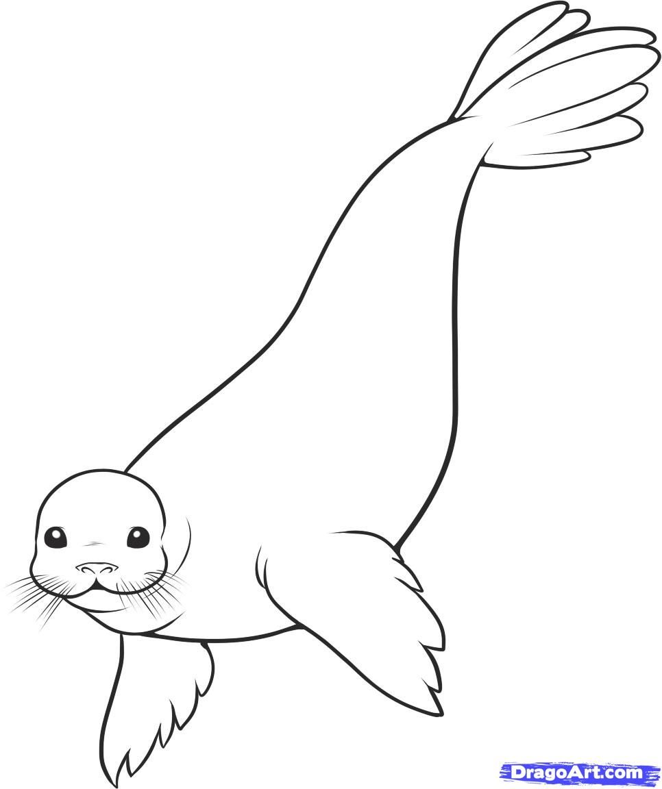 Seal Drawing Pics