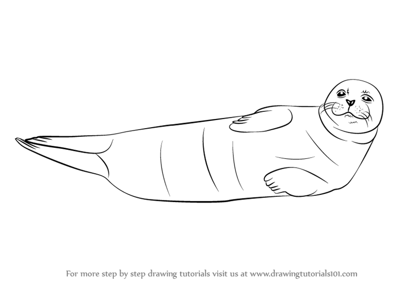 Seal Drawing Realistic