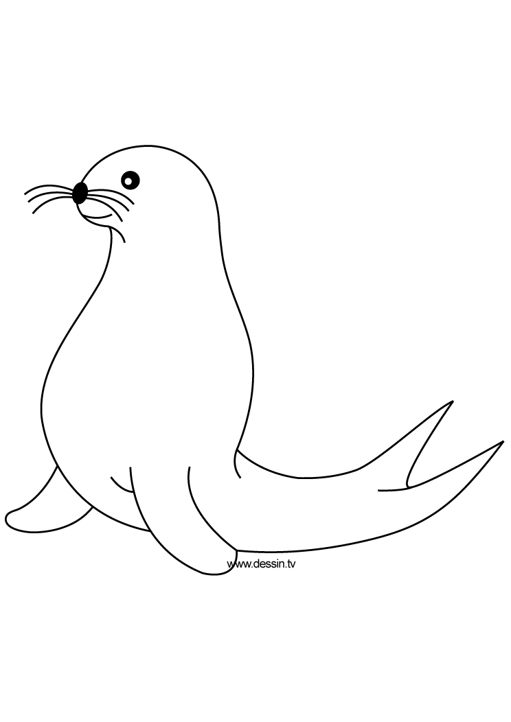 Seal Drawing Sketch