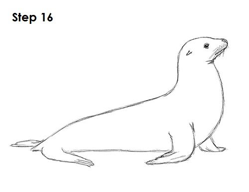 Seal Drawing
