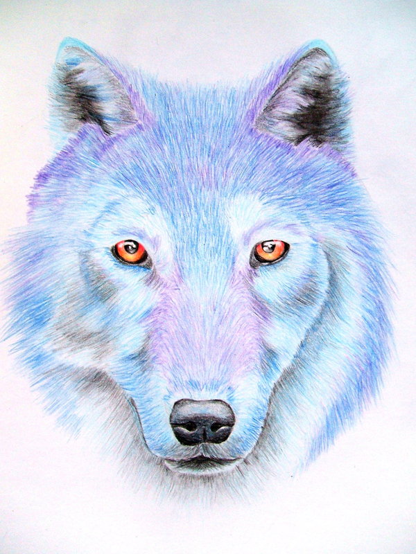 Snow Wolf Art Drawing