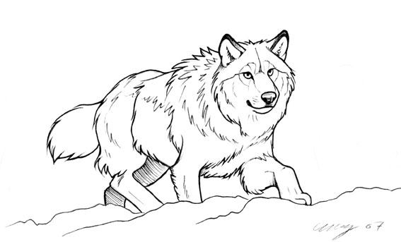 Snow Wolf Drawing Best