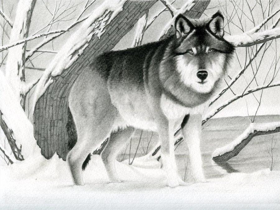 Snow Wolf Drawing Creative Art