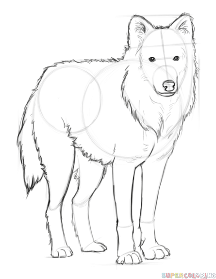Snow Wolf Drawing Image