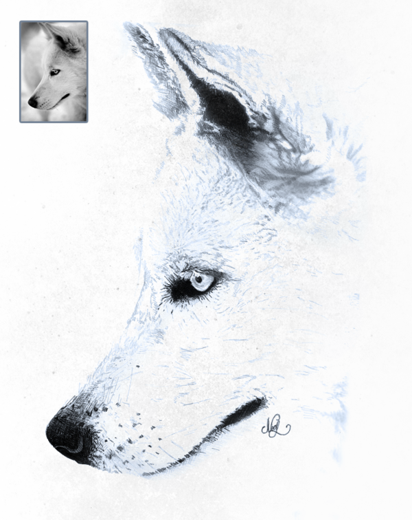 Snow Wolf Drawing Images