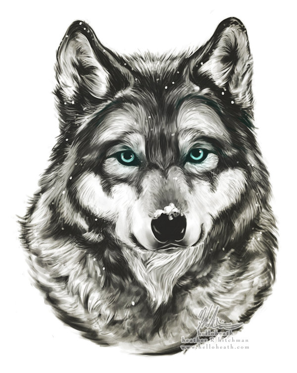 Snow Wolf Drawing Photos
