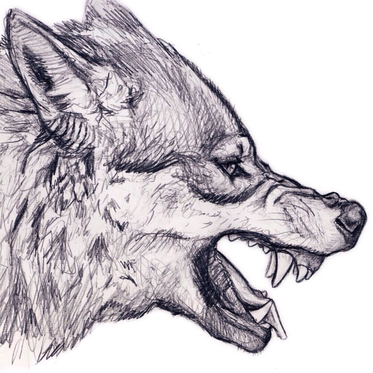 Danilo Art  Angry Wolf graphite pencil  Facebook