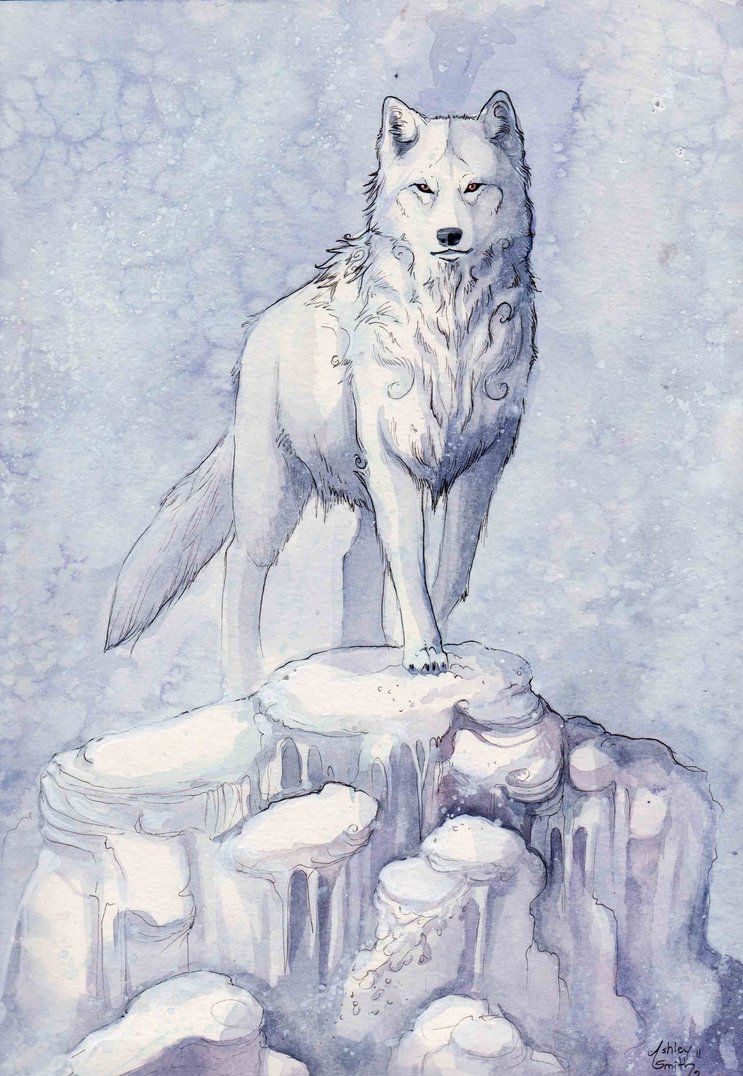 Snow Wolf Drawing