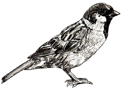 Sparrow Art Drawing