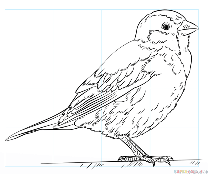 Sparrow Drawing Art
