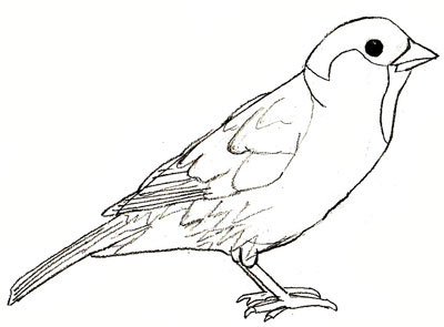 Sparrow Drawing High-Quality