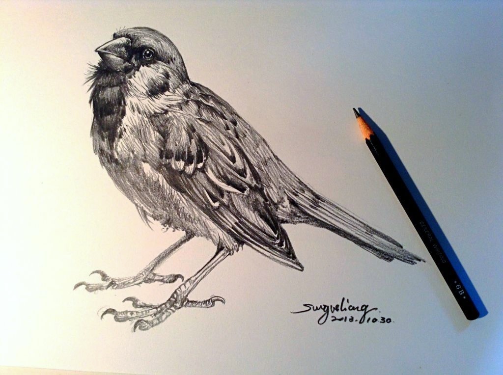 Sparrow Drawing Images