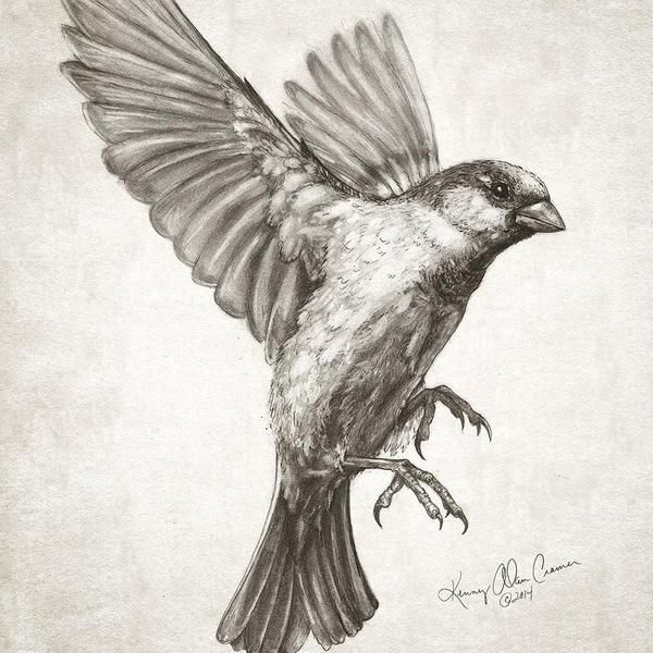 Sparrow Drawing Pic