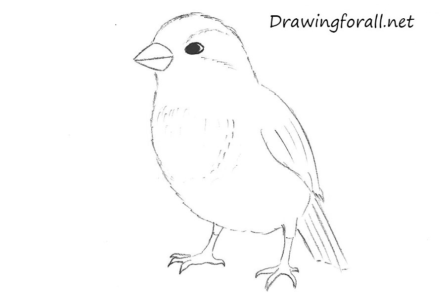 Sparrow Drawing Pics