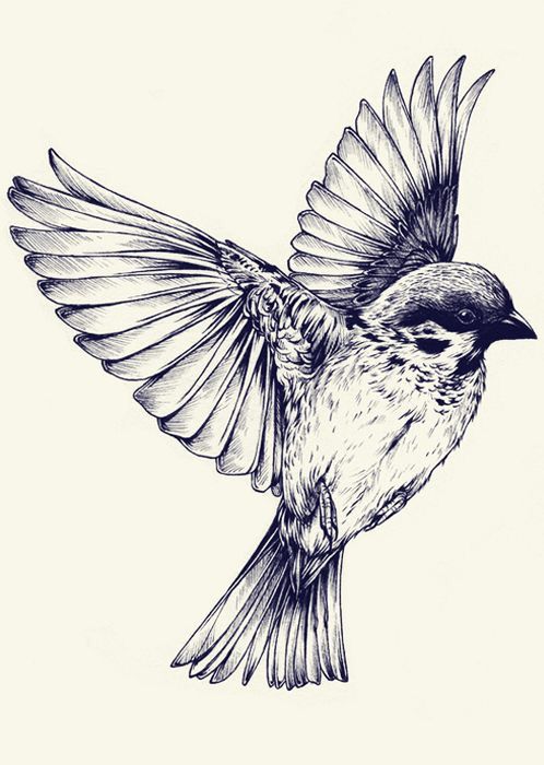 Sparrow Drawing Picture