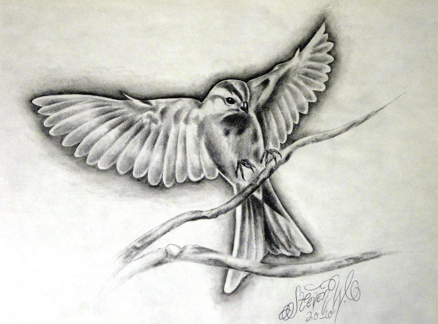 Sparrow Drawing Sketch