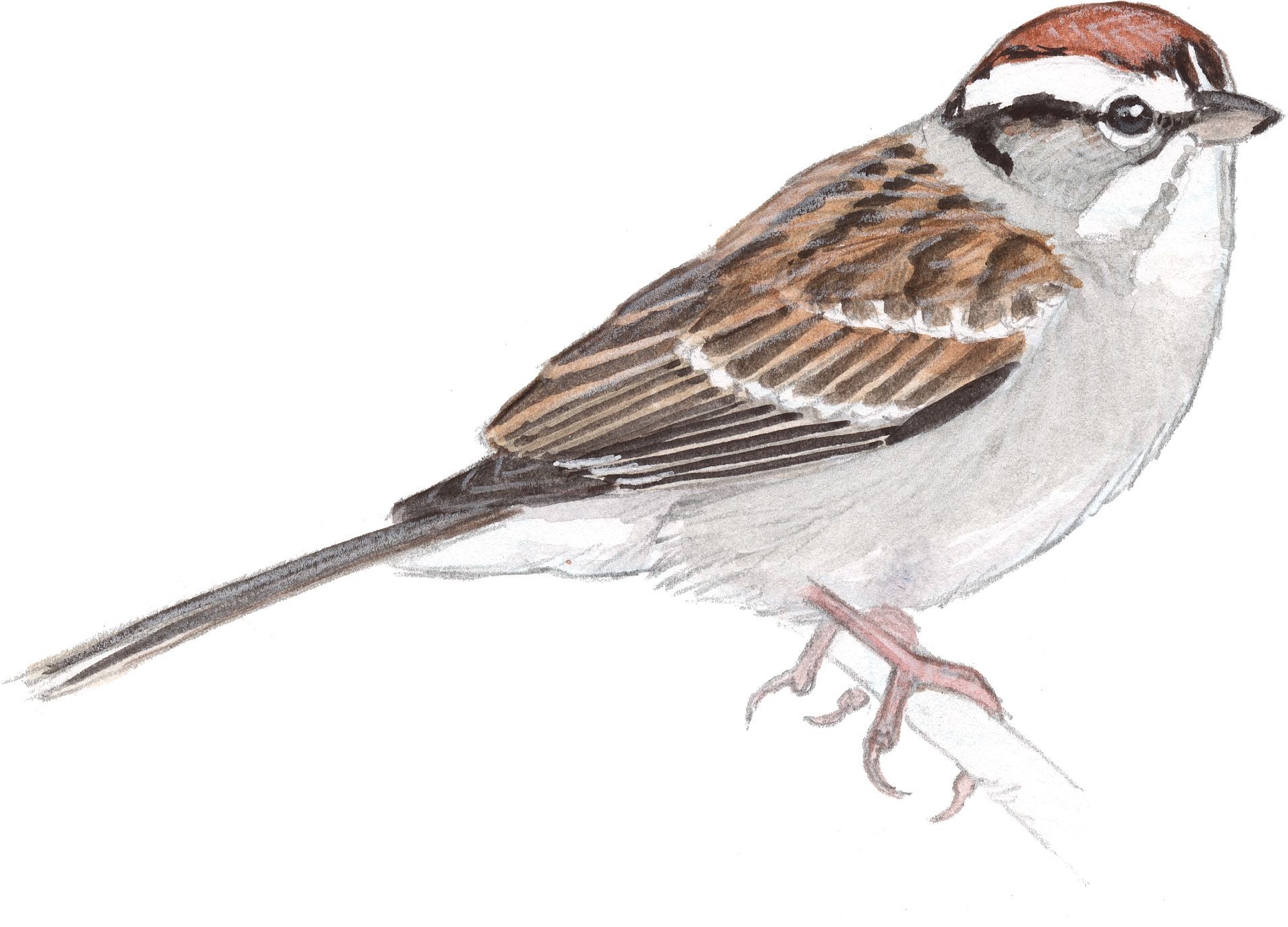 Sparrow Drawing
