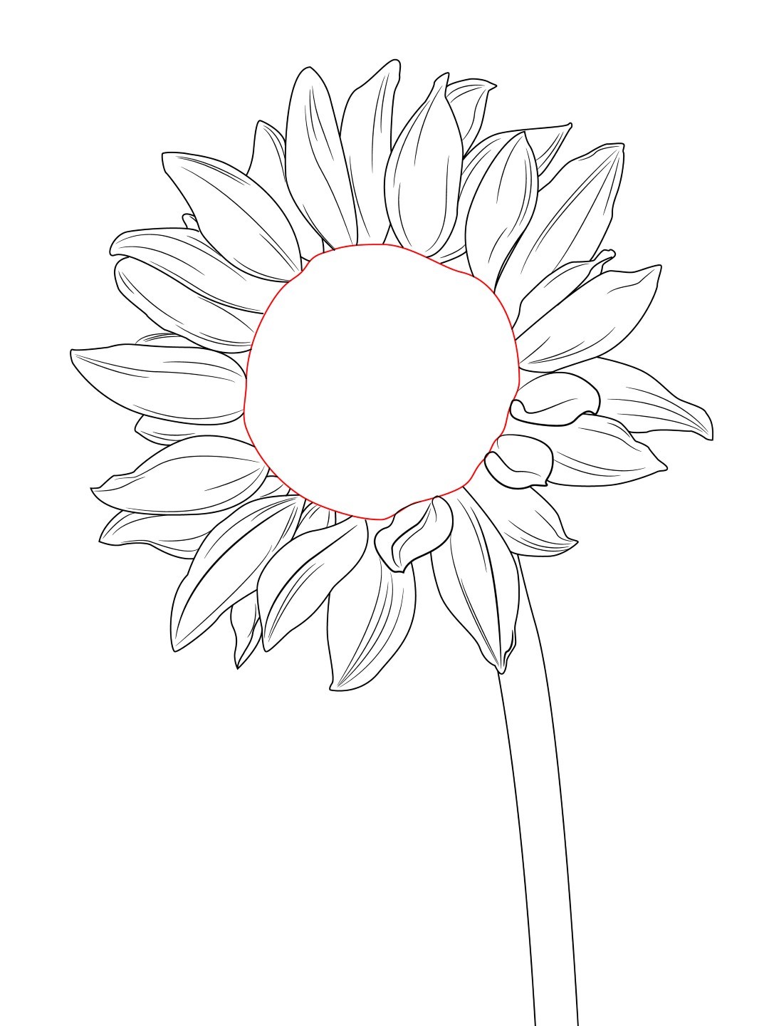 Sunflower Amazing Drawing