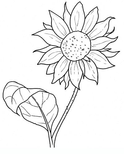 Sunflower Art