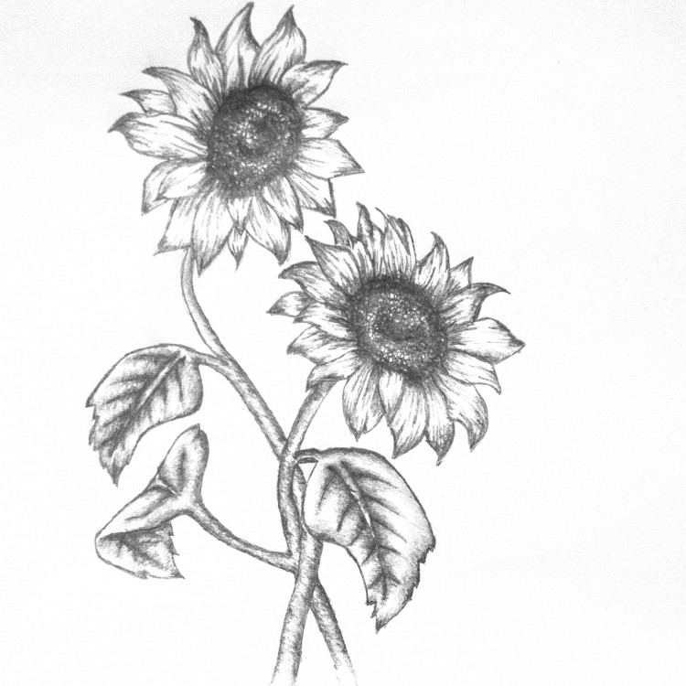 Sunflower Beautiful Image Drawing