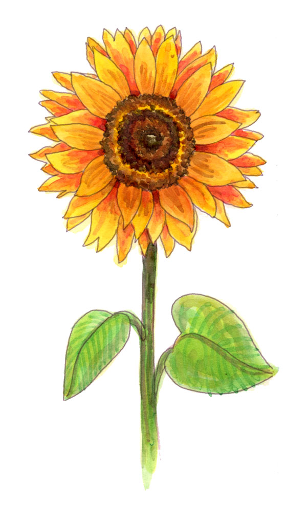 Sunflower Best Art