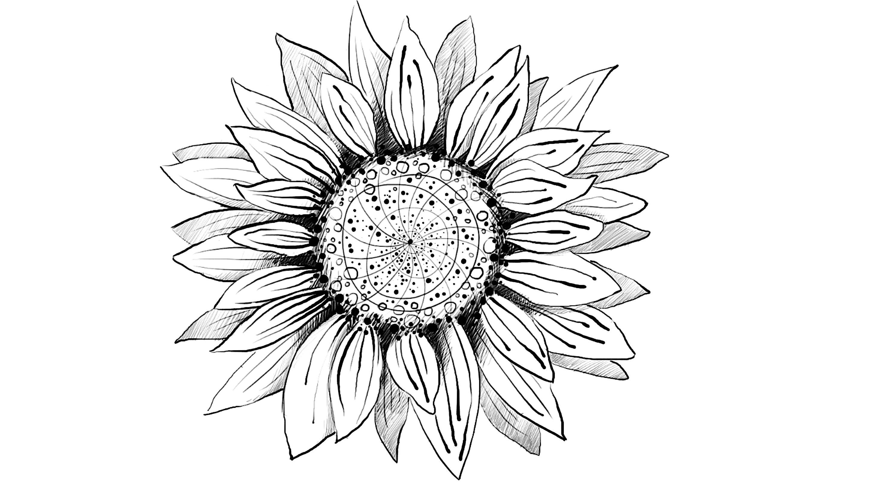 Sunflower Best Drawing