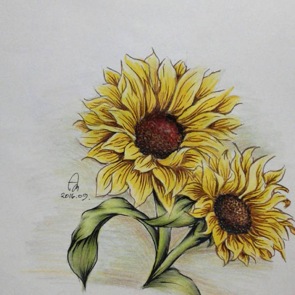 Sunflower Drawing Art