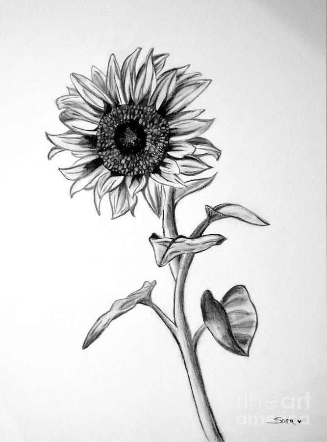 Sunflower Drawing Creative Art