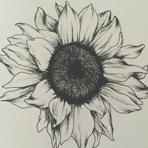 Sunflower Drawing Pic