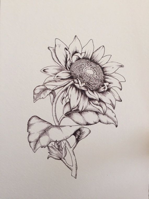 Sunflower Pic Drawing
