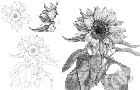 Sunflower Realistic Drawing